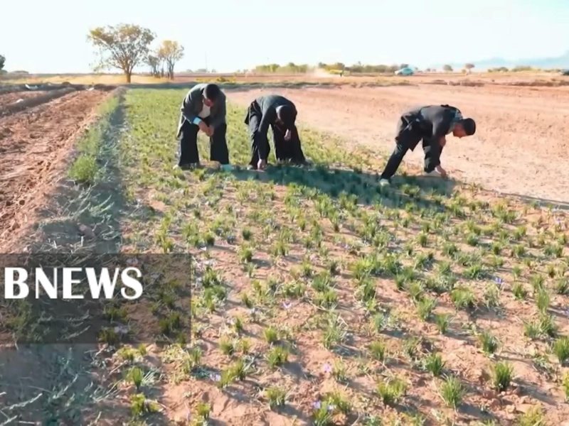 جشنواره زعفران در روستای ازان از توابع بخش میمه